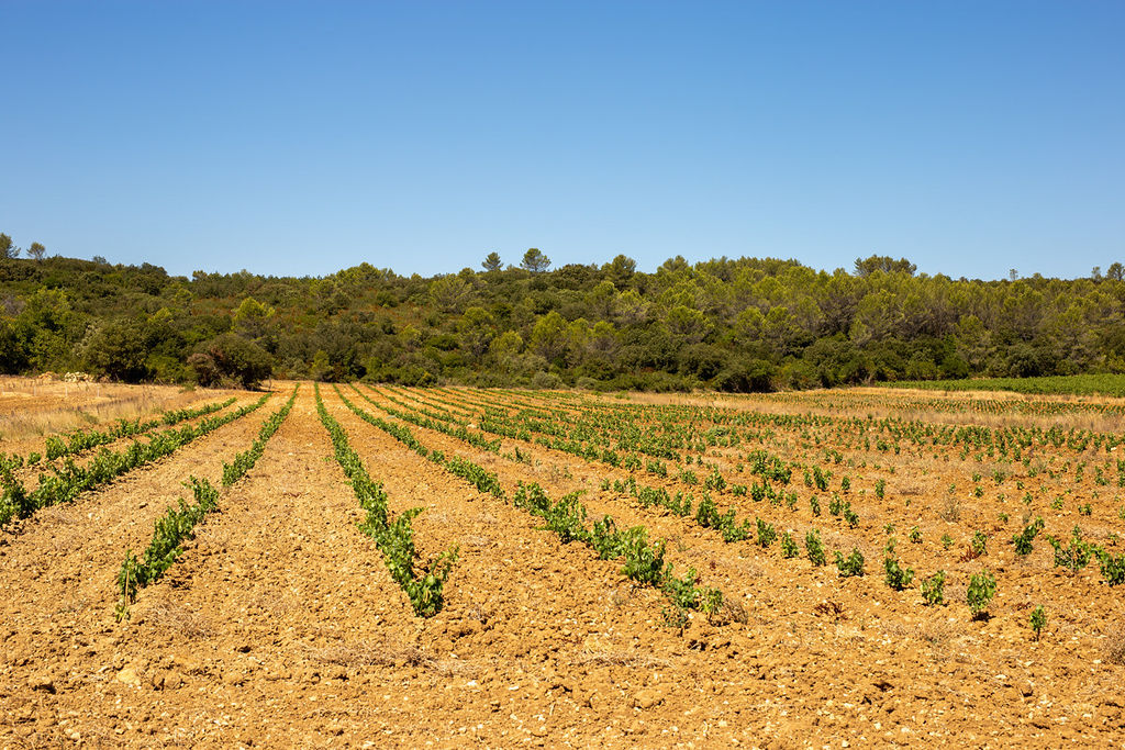 Future DIVINEO vines